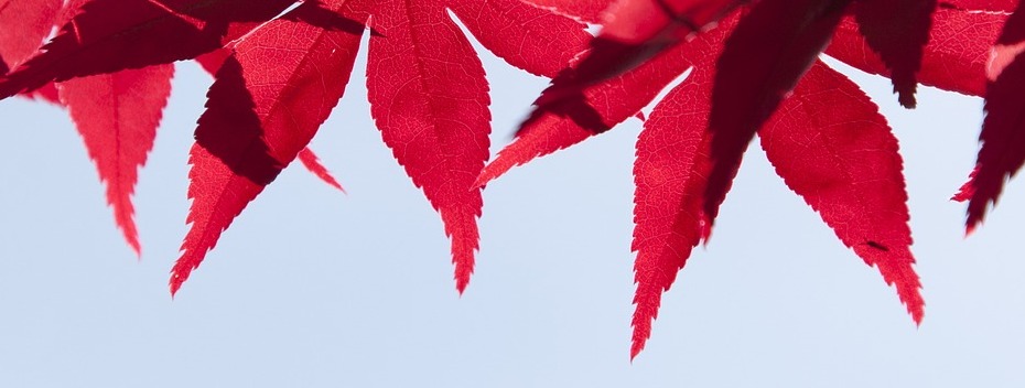 cosa èla naturopatia